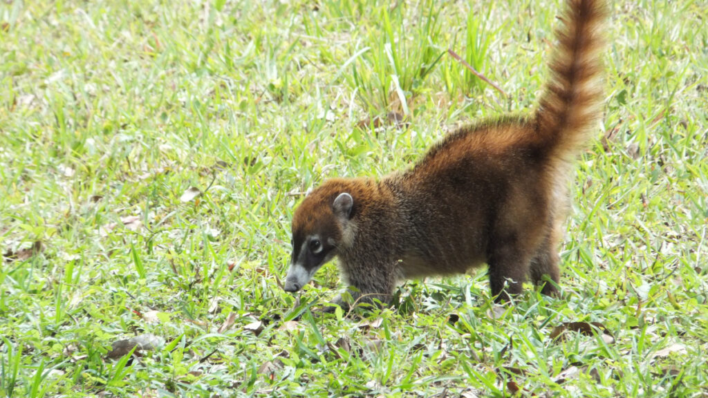 cenotes, 15 Best Cenotes in the Riviera Maya: Complete 2026 Guide with Maps &amp; Prices