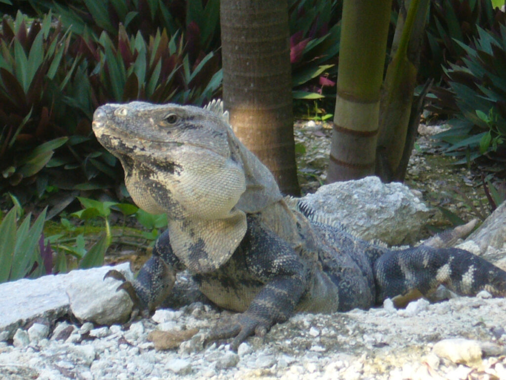 cenotes, 15 Best Cenotes in the Riviera Maya: Complete 2026 Guide with Maps &amp; Prices