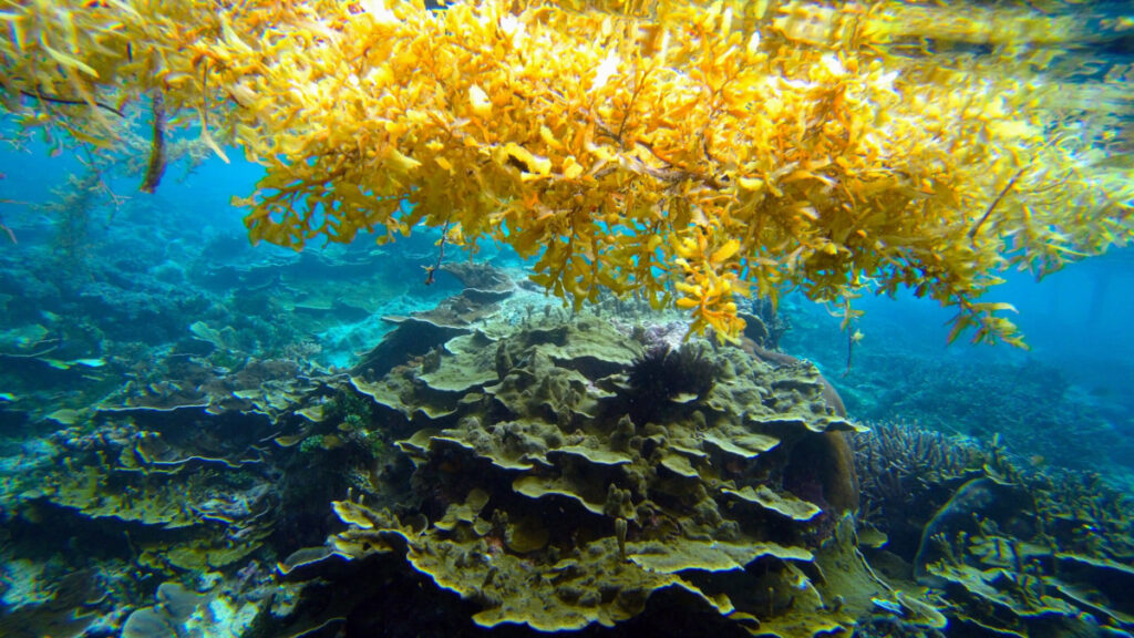 sargasso, Sargasso Forecast: How Caribbean Beaches are Trying to Adapt and Thrive