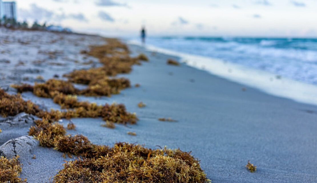 Sargasso Forecast: How Caribbean Beaches are Trying to Adapt and Thrive